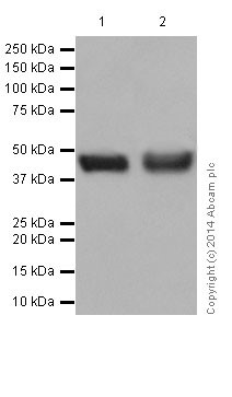 Western blot - Anti-Neuraminidase antibody [EPR15712] (AB197020), expandable thumbnail