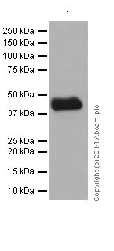 Western blot - Anti-Neuraminidase antibody [EPR15712] - BSA and Azide free (AB251229)