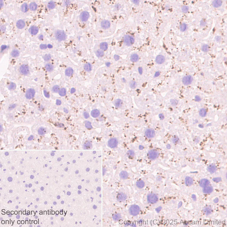 Immunohistochemistry (Formalin/PFA-fixed paraffin-embedded sections) - Anti-Neuraminidase antibody [EPR27208-35] (AB325389)
