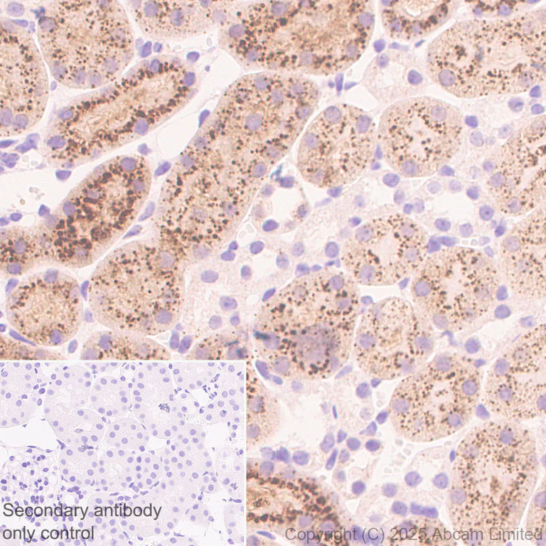 Immunohistochemistry (Formalin/PFA-fixed paraffin-embedded sections) - Anti-Neuraminidase antibody [EPR27208-35] (AB325389)