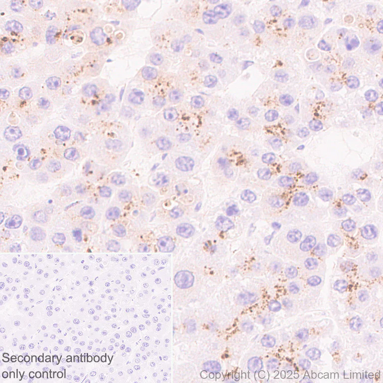 Immunohistochemistry (Formalin/PFA-fixed paraffin-embedded sections) - Anti-Neuraminidase antibody [EPR27208-35] (AB325389)