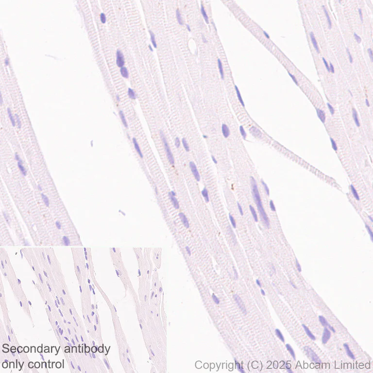 Immunohistochemistry (Formalin/PFA-fixed paraffin-embedded sections) - Anti-Neuraminidase antibody [EPR27208-35] (AB325389)