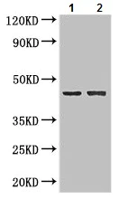 Western blot - Anti-Neurexin I beta antibody (AB222806)