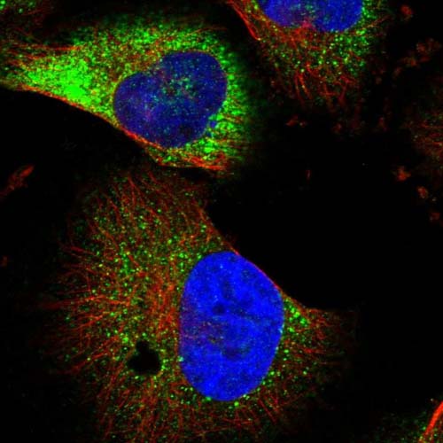 Immunocytochemistry/ Immunofluorescence - Anti-NEURL1B antibody (AB122400)