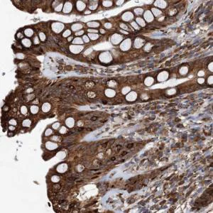 Immunohistochemistry (Formalin/PFA-fixed paraffin-embedded sections) - Anti-NEURL1B antibody (AB122400)