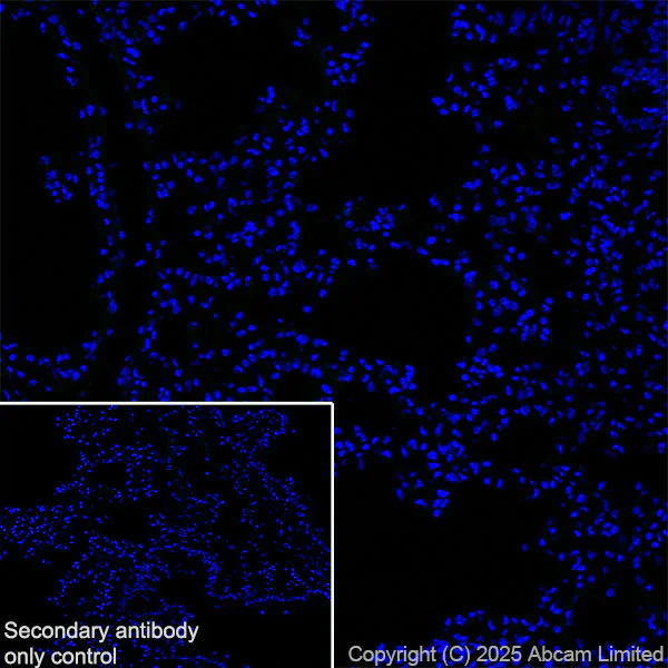 Immunohistochemistry (Frozen sections) - Anti-Neurobeachin antibody [EPR30440-555] (AB324953)