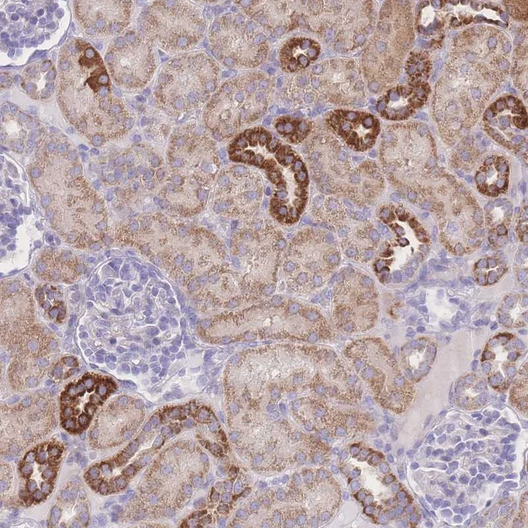 Immunohistochemistry (Formalin/PFA-fixed paraffin-embedded sections) - Anti-neurobeachin-like 1 antibody (AB272650)