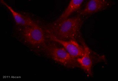Immunocytochemistry/ Immunofluorescence - Anti-Neurocan antibody [650.24] (AB31979)