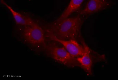 Immunocytochemistry/ Immunofluorescence - Anti-Neurocan antibody [650.24] (AB31979)
