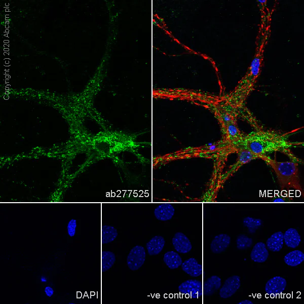 Immunocytochemistry/ Immunofluorescence - Anti-Neurocan antibody [EPR23425-68] (AB277525)