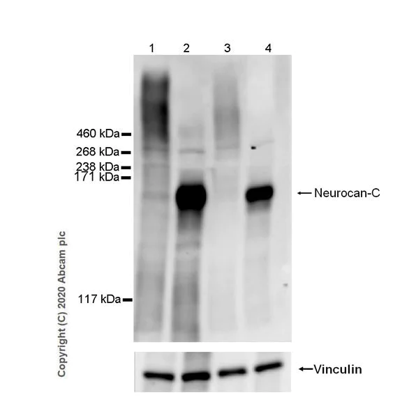 Western blot - Anti-Neurocan antibody [EPR23425-68] - BSA and Azide free (AB277536)