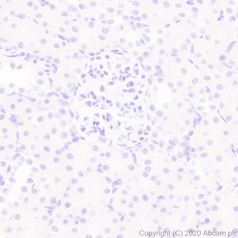 Immunohistochemistry (Formalin/PFA-fixed paraffin-embedded sections) - Anti-Neurocan antibody [EPR24126-39] - BSA and Azide free (AB279651)