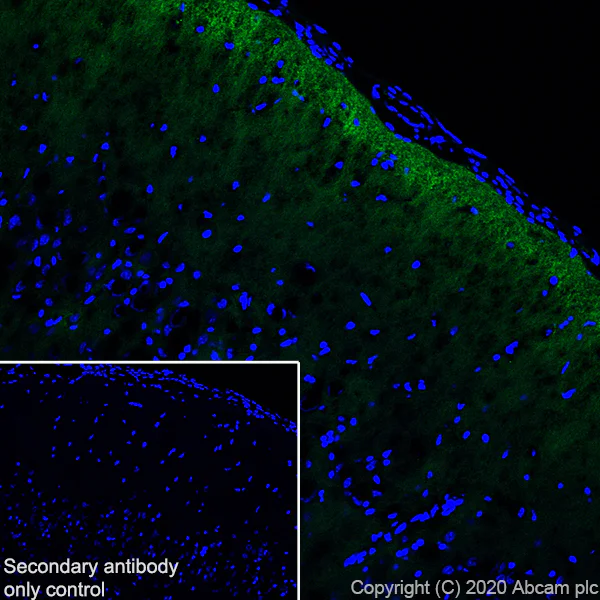 Immunohistochemistry (Frozen sections) - Anti-Neurocan antibody [EPR24126-39] - BSA and Azide free (AB279651)