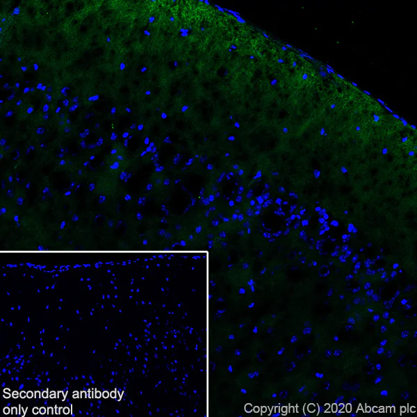 Immunohistochemistry (Frozen sections) - Anti-Neurocan antibody [EPR24126-39] - BSA and Azide free (AB279651)