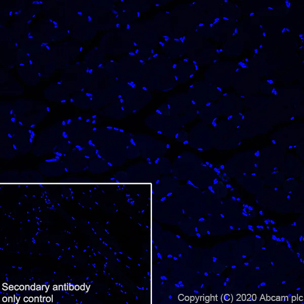 Immunohistochemistry (Frozen sections) - Anti-Neurocan antibody [EPR24126-39] - BSA and Azide free (AB279651)