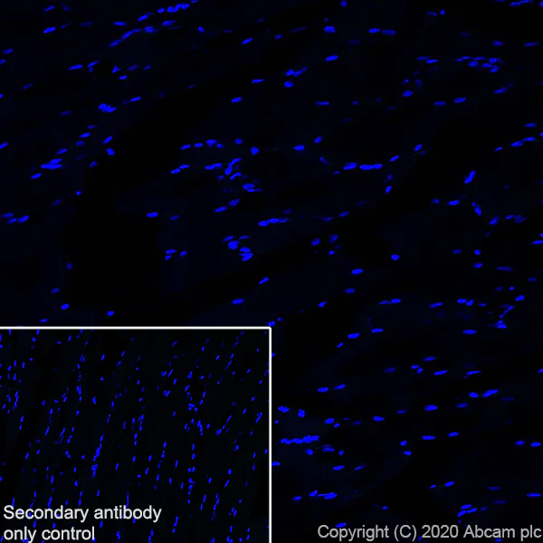Immunohistochemistry (Frozen sections) - Anti-Neurocan antibody [EPR24126-39] - BSA and Azide free (AB279651)