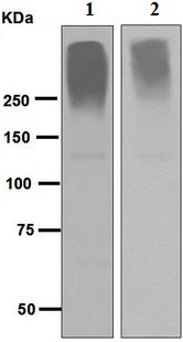Western blot - Anti-Neurocan antibody [EPR6397] (AB125021)