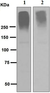 Western blot - Anti-Neurocan antibody [EPR6397] - BSA and Azide free (AB248101)