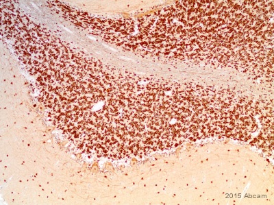 Immunohistochemistry (Formalin/PFA-fixed paraffin-embedded sections) - Anti-NeuroD1 antibody [3H8] - BSA and Azide free (AB60704), expandable thumbnail