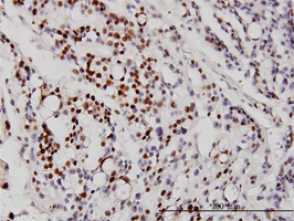Immunohistochemistry (Formalin/PFA-fixed paraffin-embedded sections) - Anti-NeuroD1 antibody [3H8] - BSA and Azide free (AB60704), expandable thumbnail