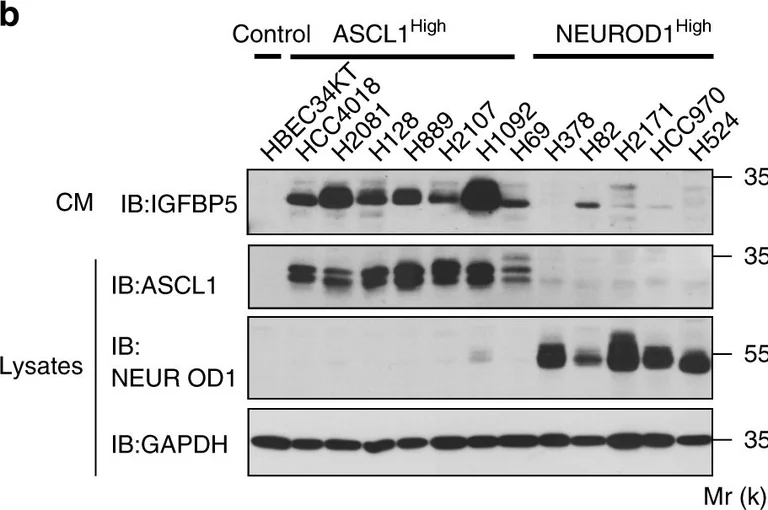 Western blot - Anti-NeuroD1 antibody [3H8] - BSA and Azide free (AB60704)
