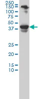 Western blot - Anti-NeuroD1 antibody [3H8] - BSA and Azide free (AB60704)