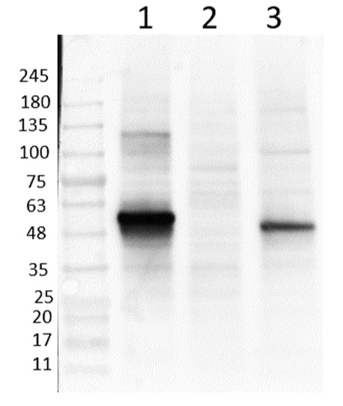 Western blot - Anti-NeuroD1 antibody (AB235145), expandable thumbnail