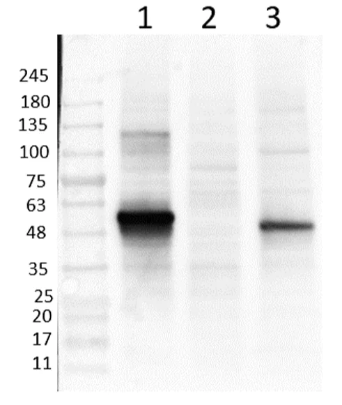 Western blot - Anti-NeuroD1 antibody (AB235145)