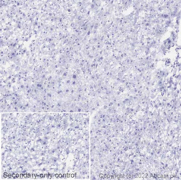 Immunohistochemistry (Frozen sections) - Anti-NeuroD1 antibody [EPR17084] (AB205300)