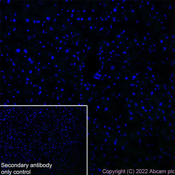 Immunohistochemistry (Frozen sections) - Anti-NeuroD1 antibody [EPR17084] (AB205300)