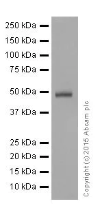 Western blot - Anti-NeuroD1 antibody [EPR17084] (AB205300)