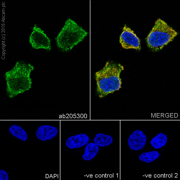 Immunocytochemistry/ Immunofluorescence - Anti-NeuroD1 antibody [EPR17084] - BSA and Azide free (AB236148), expandable thumbnail