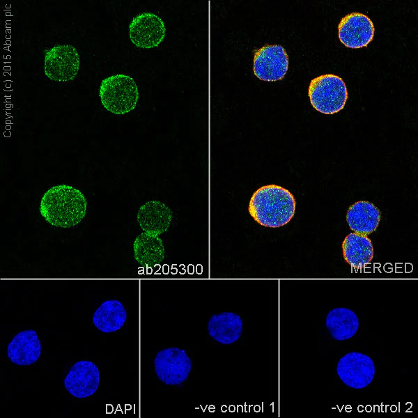 Immunocytochemistry/ Immunofluorescence - Anti-NeuroD1 antibody [EPR17084] - BSA and Azide free (AB236148)
