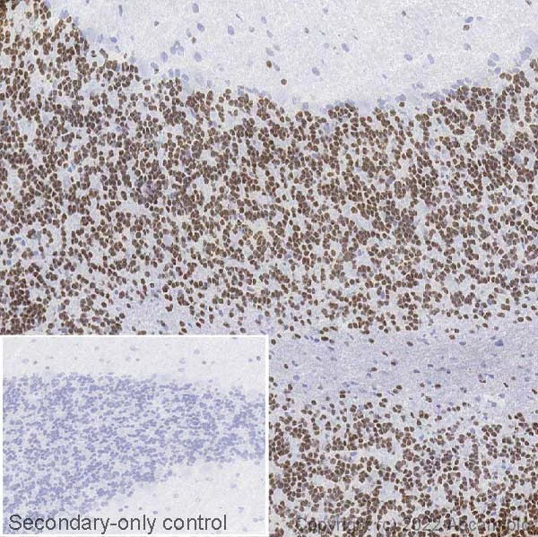 Immunohistochemistry (Frozen sections) - Anti-NeuroD1 antibody [EPR17084] - BSA and Azide free (AB236148)