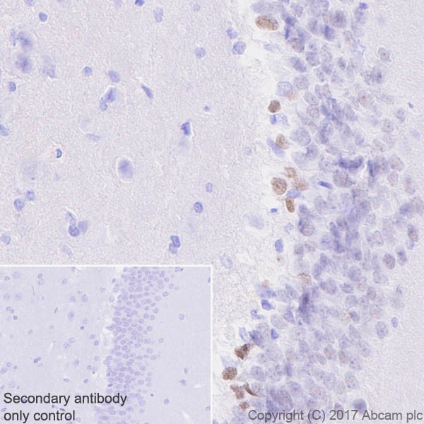 Immunohistochemistry (Formalin/PFA-fixed paraffin-embedded sections) - Anti-NeuroD1 antibody [EPR20766] (AB213725), expandable thumbnail