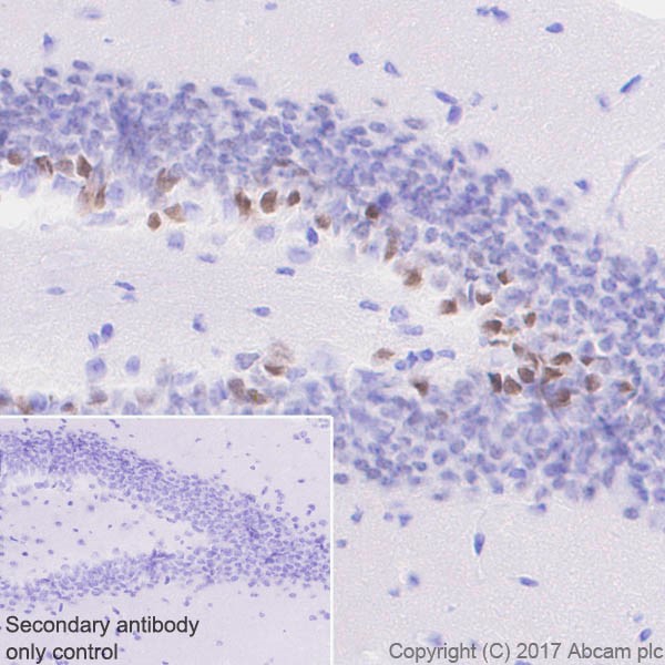 Immunohistochemistry (Formalin/PFA-fixed paraffin-embedded sections) - Anti-NeuroD1 antibody [EPR20766] (AB213725), expandable thumbnail