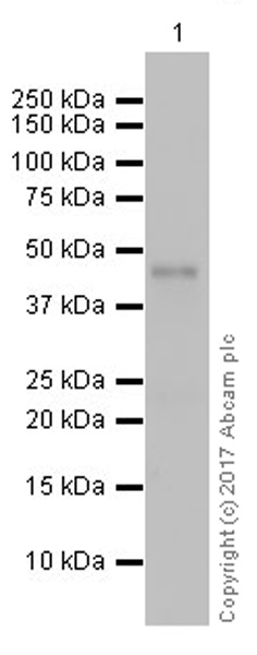 Western blot - Anti-NeuroD1 antibody [EPR20766] (AB213725), expandable thumbnail