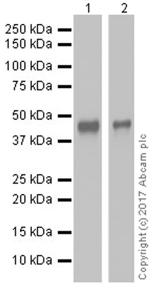 Western blot - Anti-NeuroD1 antibody [EPR20766] (AB213725), expandable thumbnail