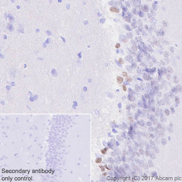 Immunohistochemistry (Formalin/PFA-fixed paraffin-embedded sections) - Anti-NeuroD1 antibody [EPR20766] - BSA and Azide free (AB226489)