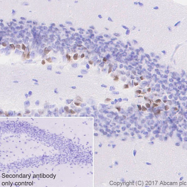 Immunohistochemistry (Formalin/PFA-fixed paraffin-embedded sections) - Anti-NeuroD1 antibody [EPR20766] - BSA and Azide free (AB226489)