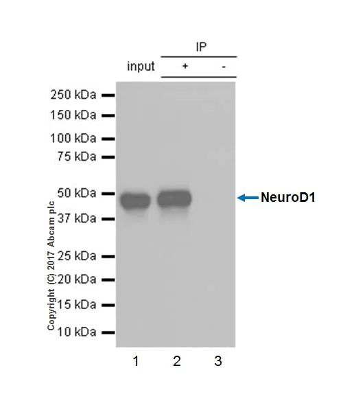 Immunoprecipitation - Anti-NeuroD1 antibody [EPR20766] - BSA and Azide free (AB226489)