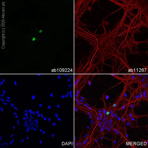 Immunocytochemistry/ Immunofluorescence - Anti-NeuroD1 antibody [EPR4008] (AB109224)