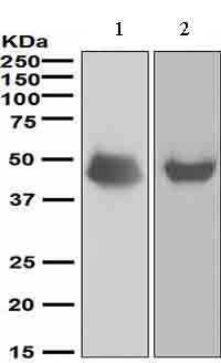 Western blot - Anti-NeuroD1 antibody [EPR4008] (AB109224), expandable thumbnail