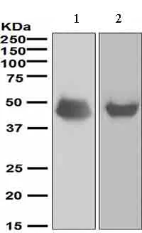Western blot - Anti-NeuroD1 antibody [EPR4008] (AB109224)