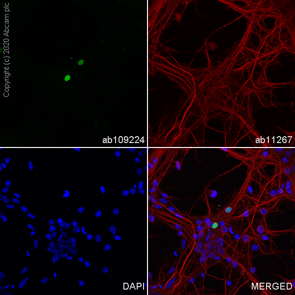 Immunocytochemistry/ Immunofluorescence - Anti-NeuroD1 antibody [EPR4008] - BSA and Azide free (AB239955)