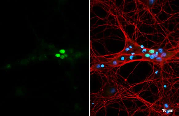 Immunocytochemistry/ Immunofluorescence - Anti-NeuroD1 antibody [HL3356] - BSA and Azide free (AB327519)