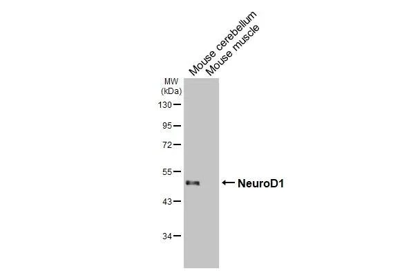 Western blot - Anti-NeuroD1 antibody [HL3356] - BSA and Azide free (AB327519)