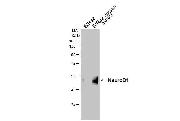 Western blot - Anti-NeuroD1 antibody [HL3356] - BSA and Azide free (AB327519)