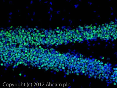 Immunohistochemistry (Frozen sections) - Anti-NeuroD2 antibody (AB104430)