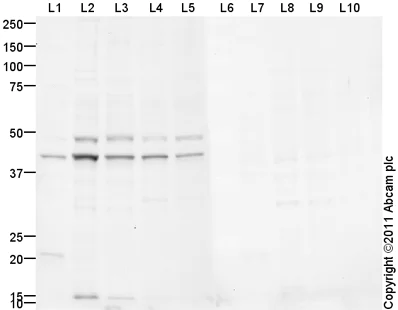 Western blot - Anti-NeuroD2 antibody (AB104430)